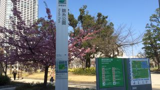 ソメイヨシノとシダレザクラが咲いていた