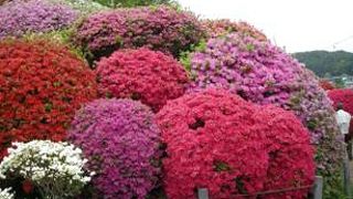 つつじの名所です