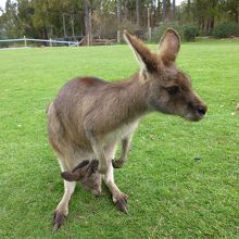 カンガルーの餌やり体験