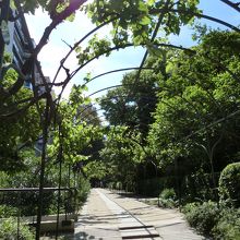 ブドウのアーチ　秋には実りそうです