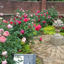 イングリッシュローズ