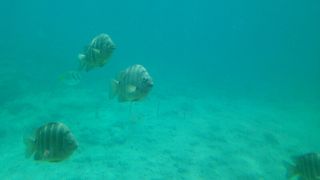 １回だけなら…