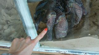 やっぱりヤシガニ！