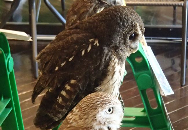 ふくろうカフェ 湘南ふくろうパーク クチコミ アクセス 営業時間 藤沢 江ノ島 フォートラベル