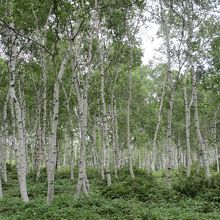 日本一の白樺群生地
