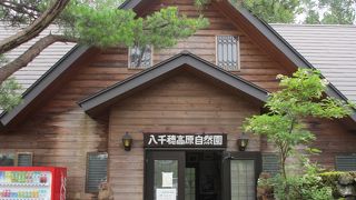 白樺林が美しいです