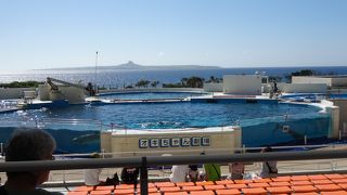 楽しい可愛いイルカショーです。