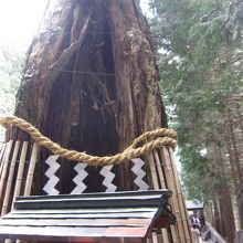 願いが叶う樹齢600年の御神木 気が交わるパワースポット』by