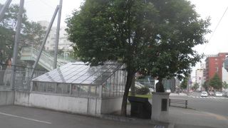 青々茂ったミズナラの樹の下