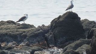 海を眺めつつのんびり休憩できます