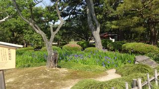 珍しい桜……桜の季節に再訪したい。