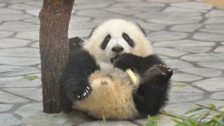 双子のパンダがかわいい