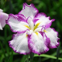 水郷潮来あやめ園の菖蒲か杜若