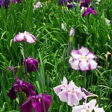 水郷潮来あやめ園の菖蒲か杜若