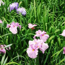 水郷潮来あやめ園の菖蒲か杜若