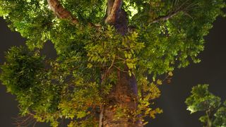 普通の木かと思ってみたら