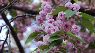 ＧＷ中、満開でとてもきれいでした。