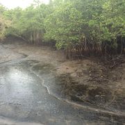 ハイキングにはぴったりの湿地帯