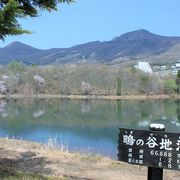 可憐な水芭蕉の花