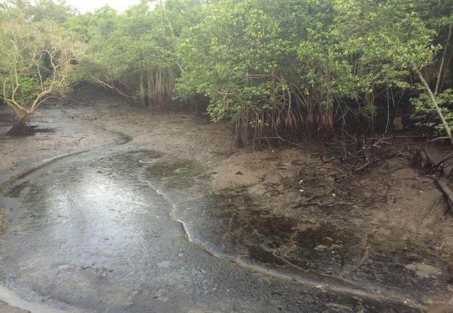 ハイキングにはぴったりの湿地帯