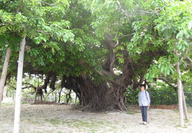 存在感のある立派な木