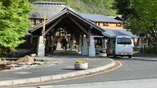 春の季節・ブナの新緑と水芭蕉の花