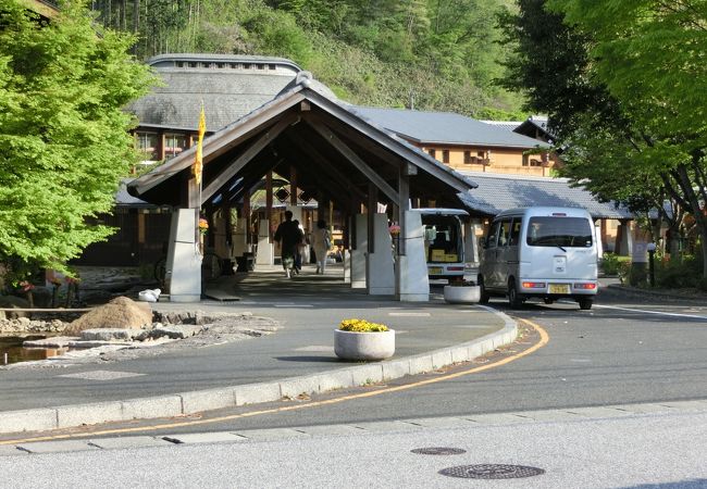 春の季節・ブナの新緑と水芭蕉の花