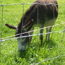 実際に家畜もいます