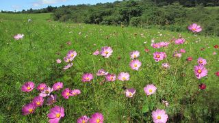 コスモスが美しく群生しています