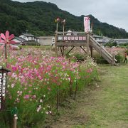 満開のコスモスは最高です