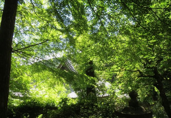 静かな山寺　新緑の癒し