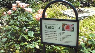 ｢ローズフェスティバル～春～2015｣薔薇の轍へ