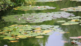 青いスイレンが見れます