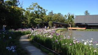 伊勢神宮外宮　勾玉池のハナショウブが見頃