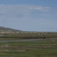 GH裏で放牧されている羊、その奥にオルホン川