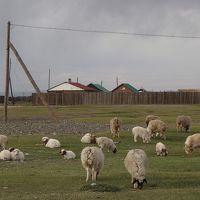 GH裏で放牧されている羊、近づくと逃げられた