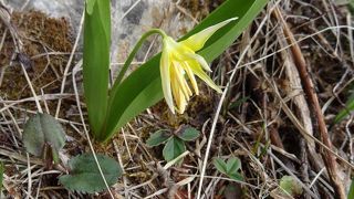 春の日差しのなかでの散策が楽しかったです。