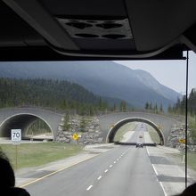 フロントガラスから「アニマルオーバーパス」 が見えます。