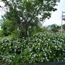 花も咲いていた