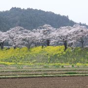 菜の花と桜並木の散歩道