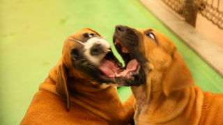 大迫力でびっくり！