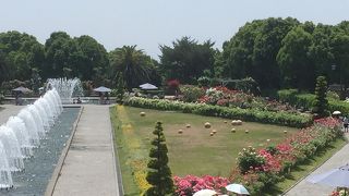 薔薇は長く咲いていますのでぜひ