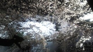 ベストオブお花見