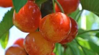 ＪＡいわで支所農園のさくらんぼはとっても美味しっかったよ！