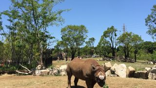 日本初の肉食獣と草食獣の混合展示！アフリカンフードも楽しめる動物園