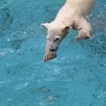 ホッキョクグマの子、プールへドボン。元気です。