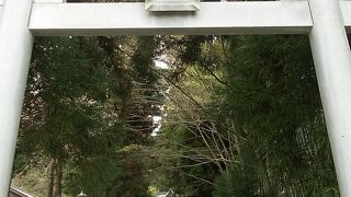 大杉の残骸の迫力