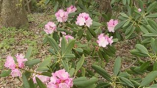 休暇村のシャクナゲ園