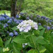 紫陽花も楽しめます。