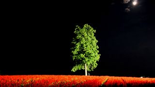 十三夜の月と真っ赤なサルビアが印象的でした。